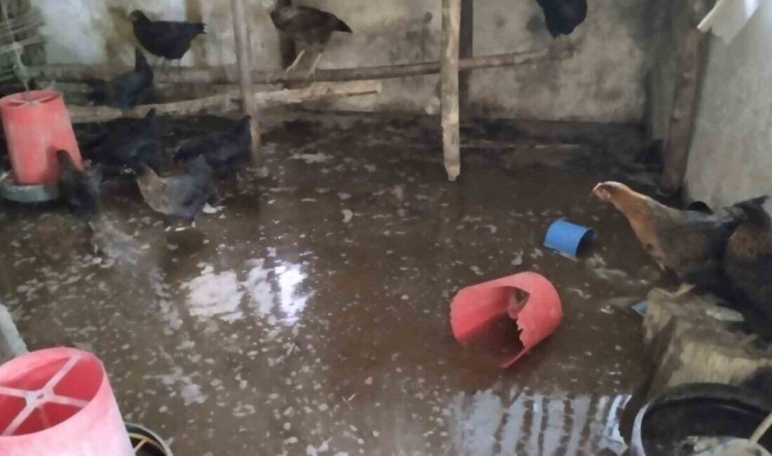 Erzincan’ın Tercan ilçesinde bulunan bir çiftlikte meydana gelen su baskınında,