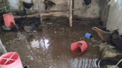 Erzincan’ın Tercan ilçesinde bulunan bir çiftlikte meydana gelen su baskınında,