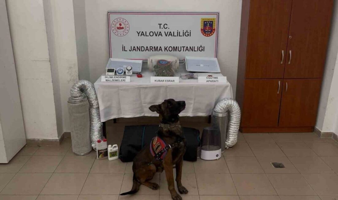 Yalova ilinde yasa dışı yollarla yurt dışına çıkarılmaya çalışan beş