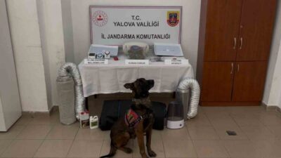 Yalova ilinde yasa dışı yollarla yurt dışına çıkarılmaya çalışan beş