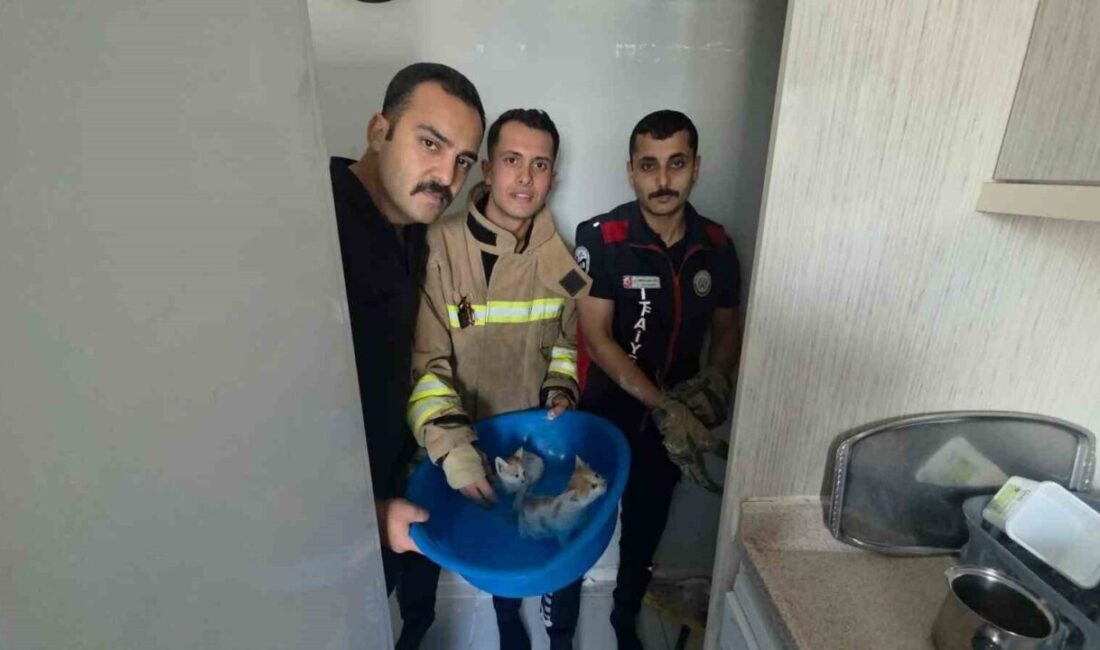 Hatay’ın Antakya ilçesine bağlı Altınçay Mahallesi’nde mahsur kalan yavru kediler,