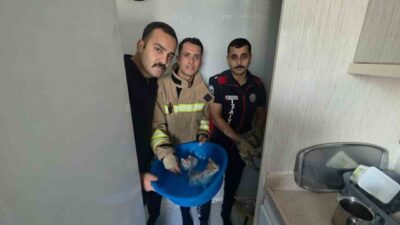 Hatay’ın Antakya ilçesine bağlı Altınçay Mahallesi’nde mahsur kalan yavru kediler,