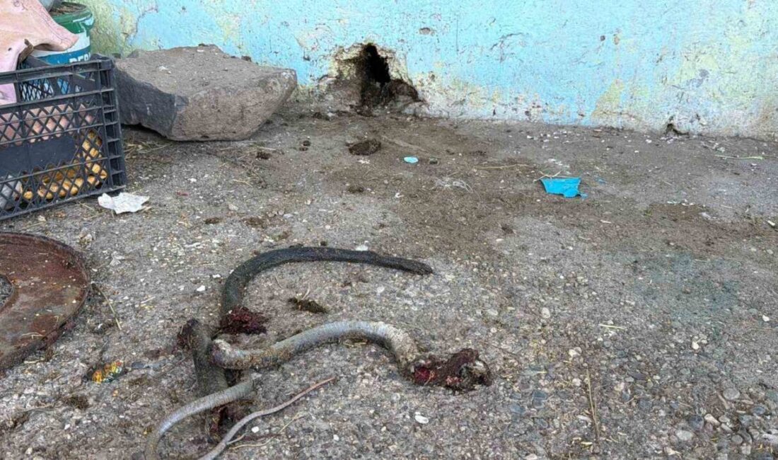 Siverek ilçesinde meydana gelen olayda, bir evin içine giren yılanı