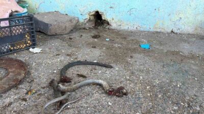 Siverek ilçesinde meydana gelen olayda, bir evin içine giren yılanı