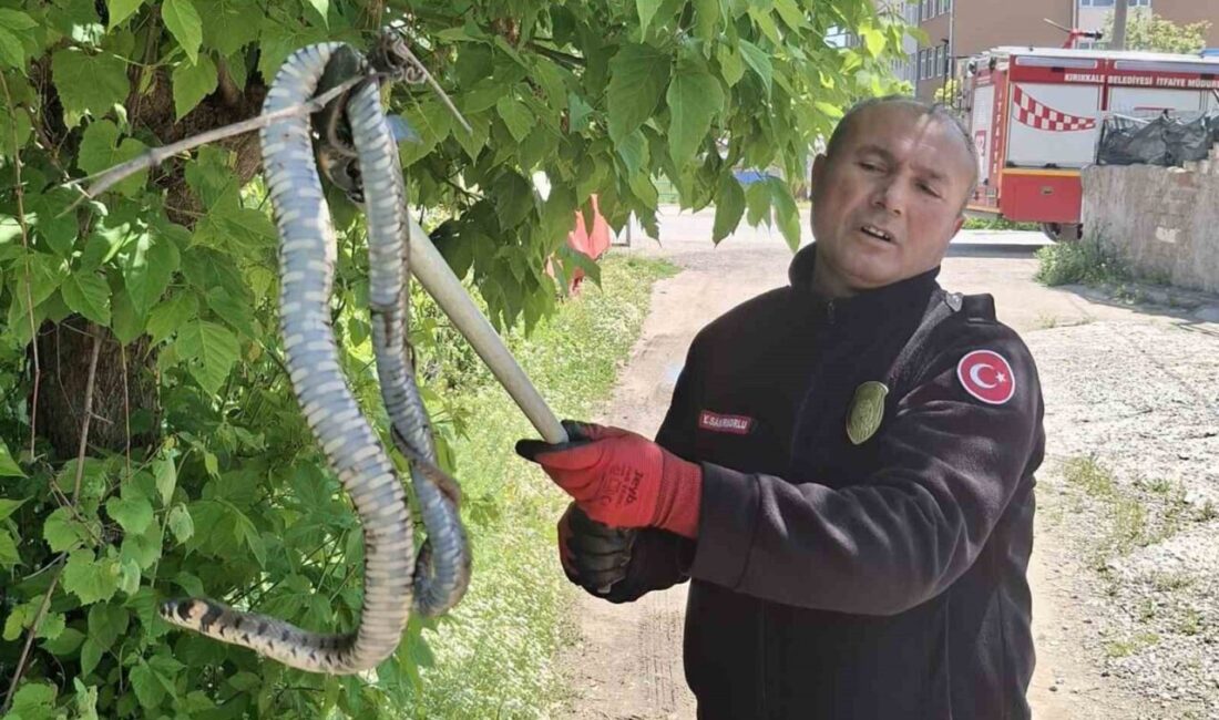 Kırıkkale’de, Bahçelievler Mahallesi’nde bir ağaçta kuş yavrularını avlamak üzere olduğu