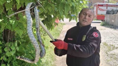 Kırıkkale’de, Bahçelievler Mahallesi’nde bir ağaçta kuş yavrularını avlamak üzere olduğu