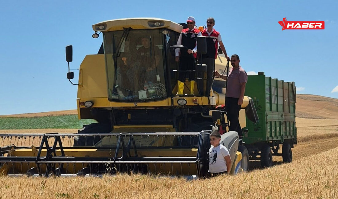 Yozgatlı üretici, Yozgat ve Yerköy ovalarında hasat sezonuna sayılı günler