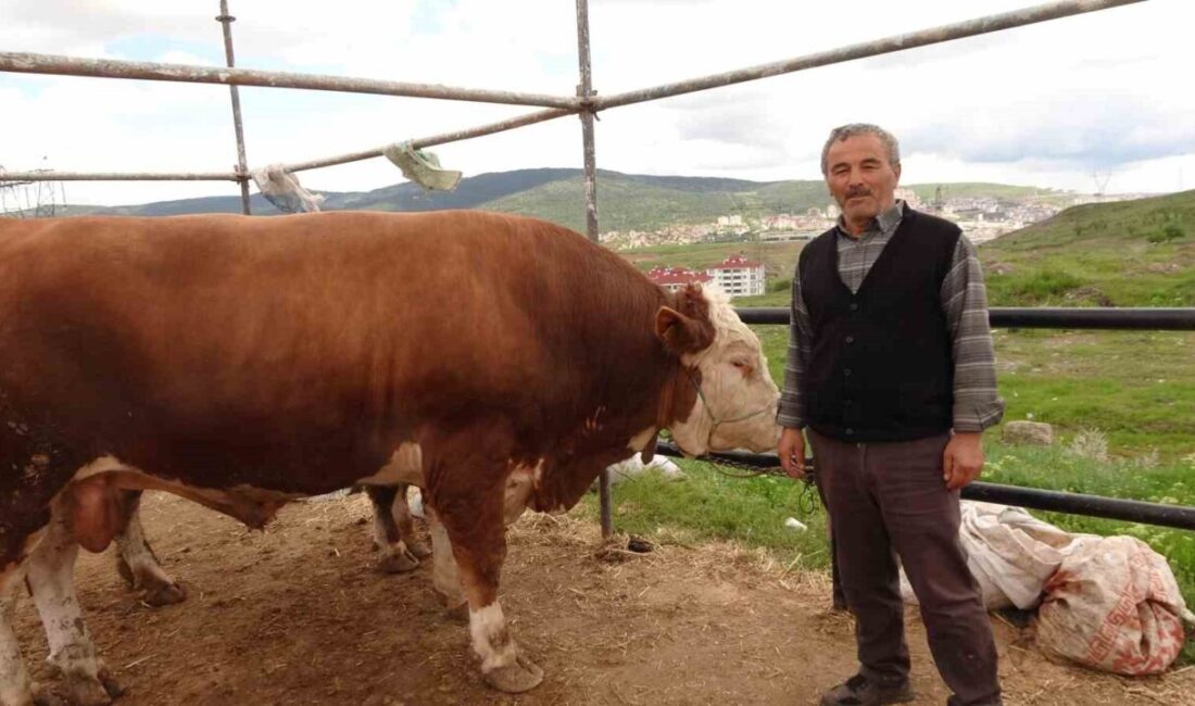Yozgat’ta, Kurban Bayramı’na az bir zaman kala canlı hayvan pazarında