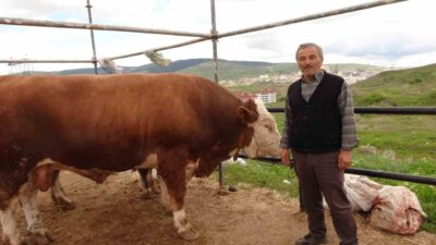 Yozgat’ta, Kurban Bayramı’na az bir zaman kala canlı hayvan pazarında