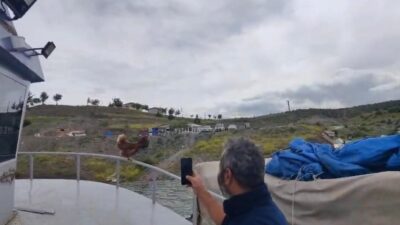 Yozgat’ın Çekerek ilçesinde, balıkçı teknesinin korkuluklarına tırmanan tavuk sevimli bir