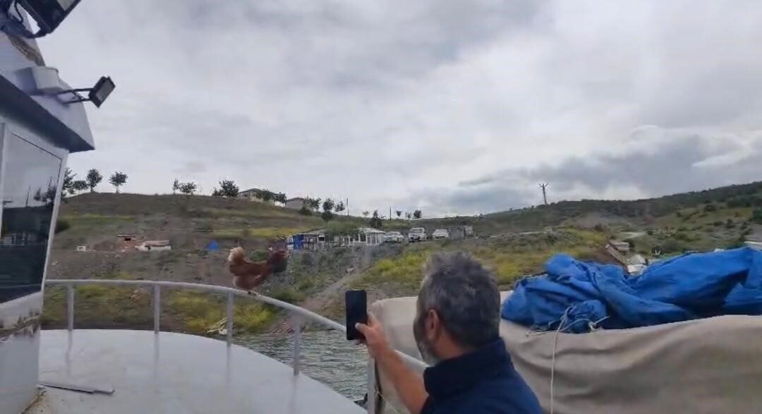 Yozgat’ın Çekerek ilçesinde, balıkçı teknesinin korkuluklarına tırmanan tavuk sevimli bir