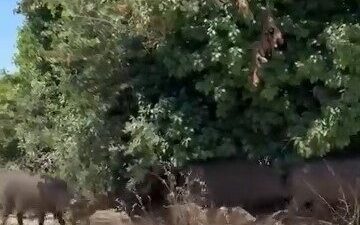 Bursa’da, yiyecek bulma zorluğu çeken yaban domuzlarının, gündüz saatlerinde şehir