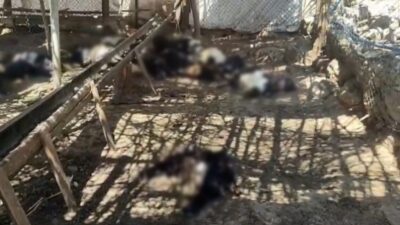 Şirvan ilçesine bağlı Maden köyünde meydana gelen olayda, bir ağıla
