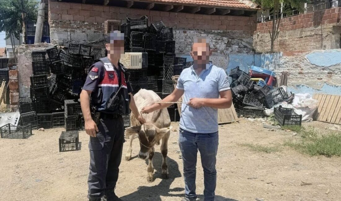 Aydın’ın İncirliova ilçesinde bir ahırda meydana gelen büyükbaş hayvan hırsızlığı