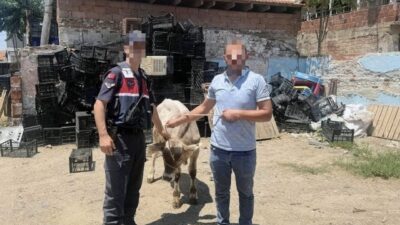 Aydın’ın İncirliova ilçesinde bir ahırda meydana gelen büyükbaş hayvan hırsızlığı