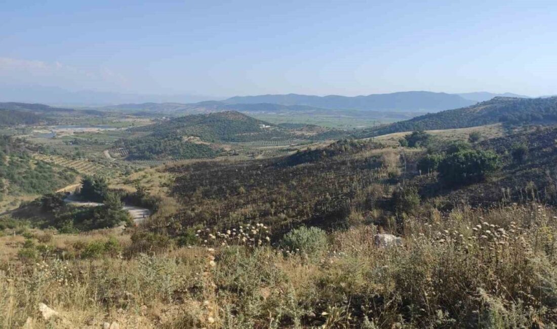 Manisa’nın Akhisar ilçesinde çıkan orman yangını, hızlı bir şekilde kontrol