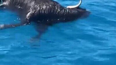 Alanya ilçesindeki tarihi Alanya Kalesi’nin açıklarında denizde ölü bir keçi