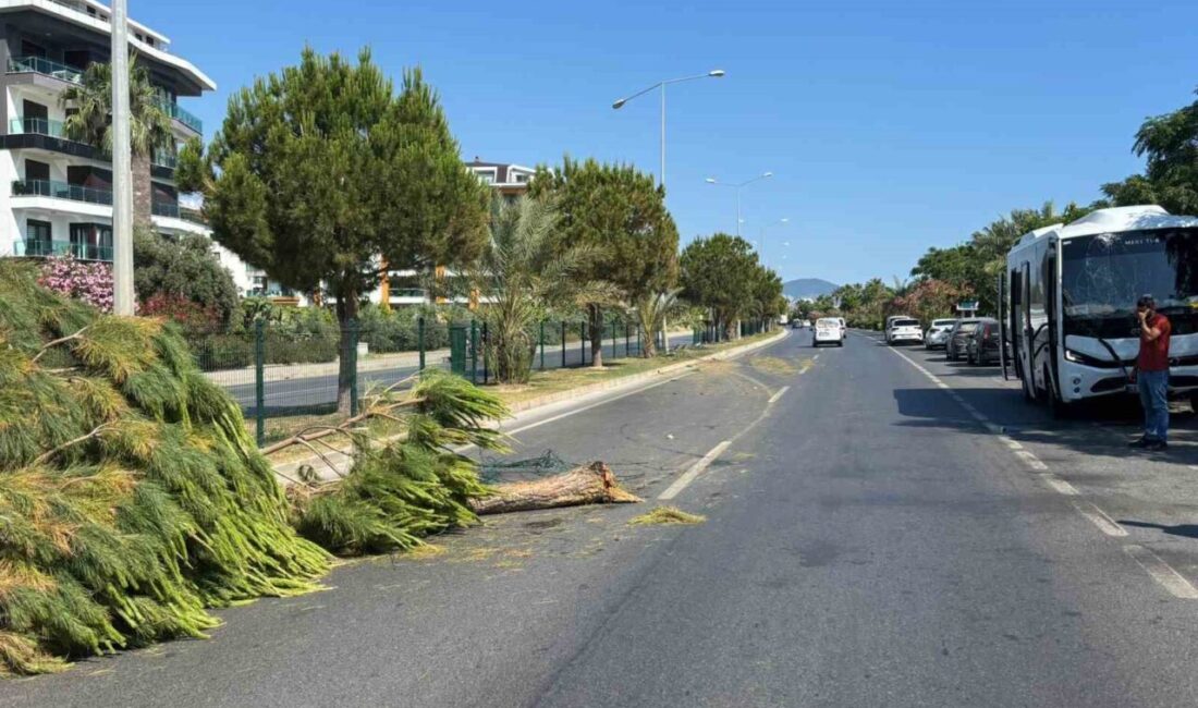 Alanya ilçesinde alkollü bir sürücü tarafından kullanılan bir tur midibüsü,