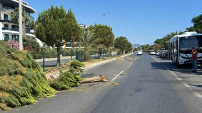 Alanya ilçesinde alkollü bir sürücü tarafından kullanılan bir tur midibüsü,
