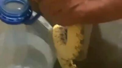 Polatlı’da Yılanların Görülmesi Tedirginlik Yarattı Ankara’nın Polatlı ilçesinde, yerleşim bölgesinde