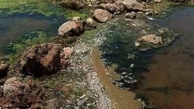 Gaziantep’in Araban ilçesine bağlı Fakılı Mahallesi’nden geçen Karasu Çayı’nda birden