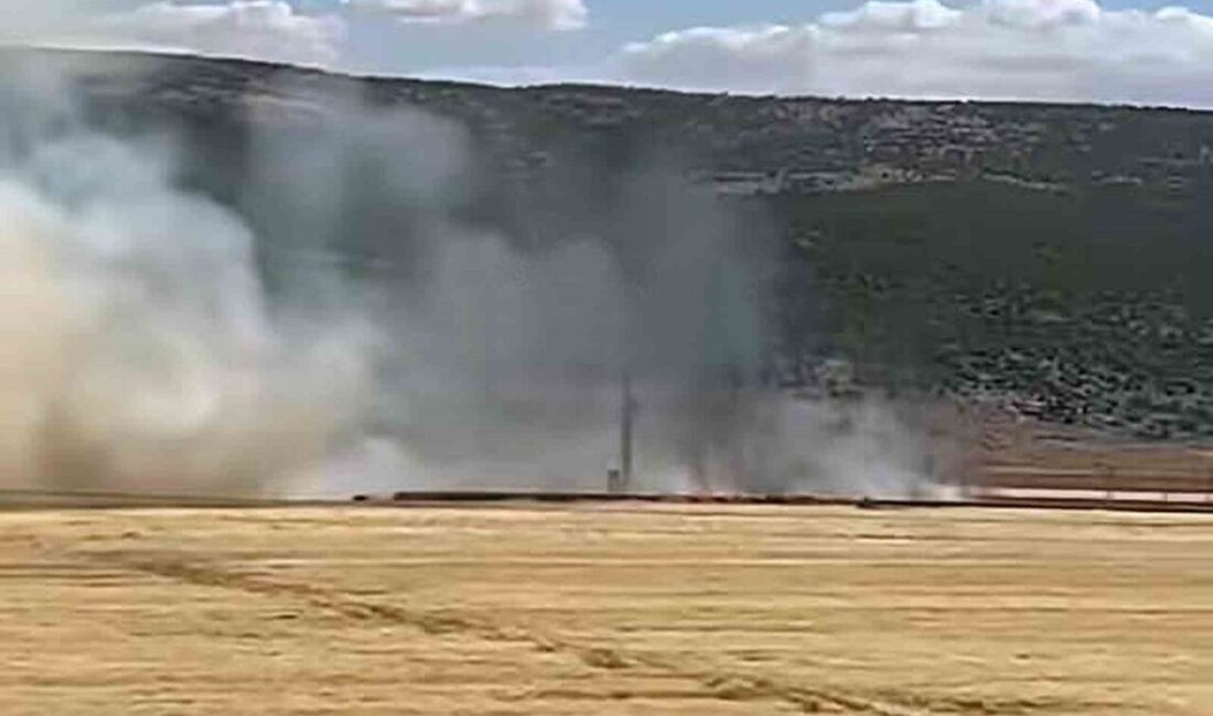 Gaziantep’in Araban ilçesinde, 93 dönümlük hasada hazır bir buğday tarlasında