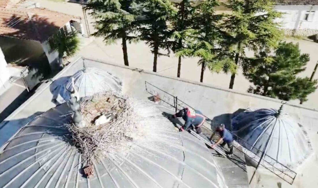 Çorum’un Mecitözü ilçesinde, Merkez Camii’nin kubbesinde bulunan bir leylek yavrusunun