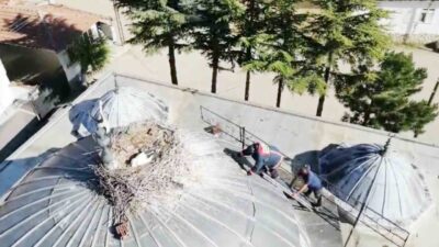 Çorum’un Mecitözü ilçesinde, Merkez Camii’nin kubbesinde bulunan bir leylek yavrusunun