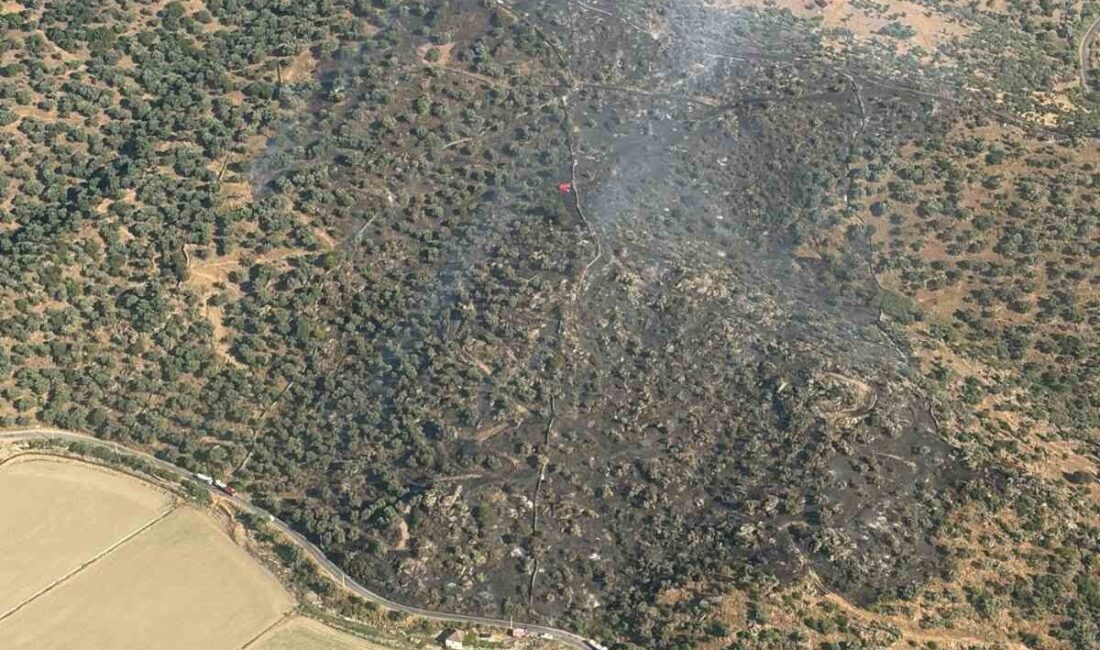 Söke ilçesinde yol kenarında çıkan bir yangın zeytinlik alana sıçradı