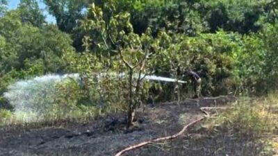 Bir bağ evinin bahçesinde çıkan yangın, Bursa’nın Mudanya ilçesine bağlı
