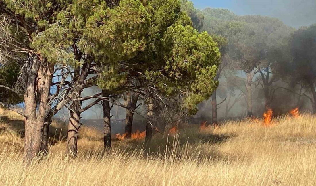 Balıkesir’in Ayvalık ilçesindeki bir otluk alanda başlayan yangın, rüzgarın etkisiyle