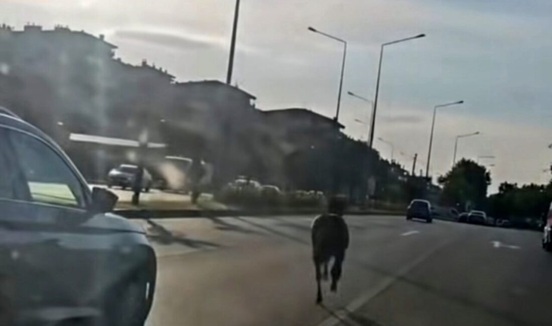Bursa’da, Mudanya ilçesinde meydana gelen olayda, sahibinden kaçmış olduğu tahmin