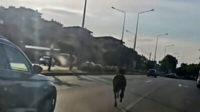 Bursa’da, Mudanya ilçesinde meydana gelen olayda, sahibinden kaçmış olduğu tahmin
