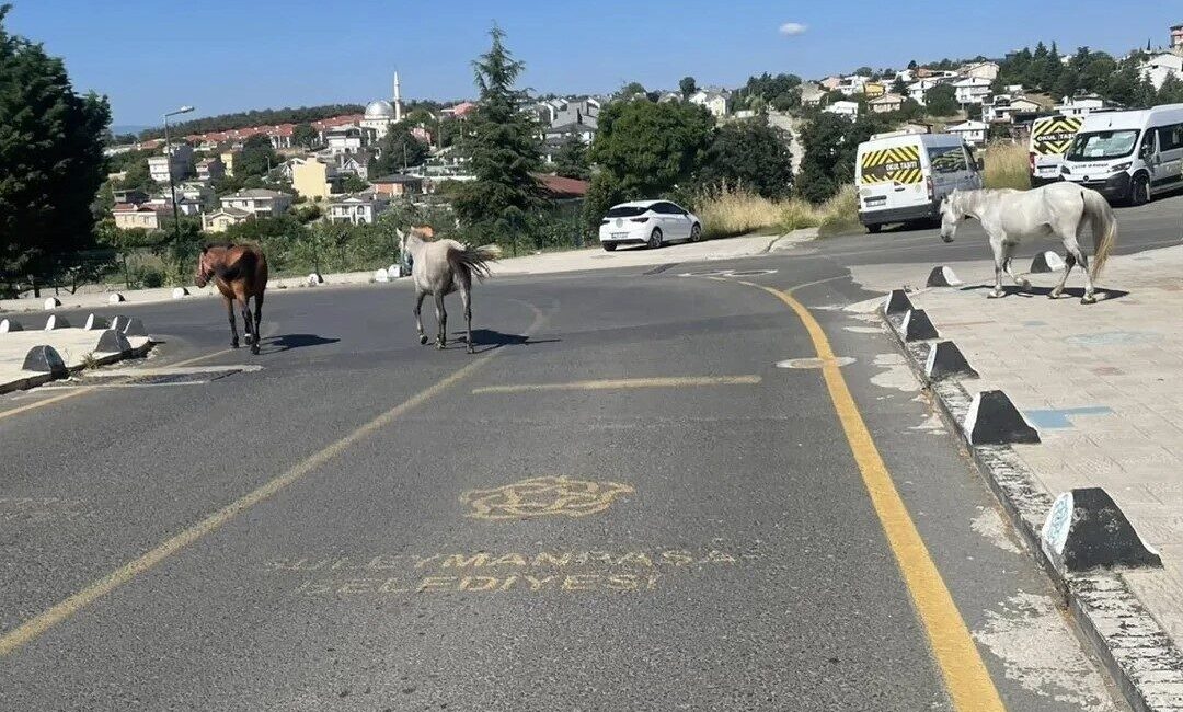 Süleymanpaşa ilçesindeki toplu konutlar çevresinde dolaşan başıboş atlar, mahalle sakinlerinin