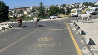 Süleymanpaşa ilçesindeki toplu konutlar çevresinde dolaşan başıboş atlar, mahalle sakinlerinin