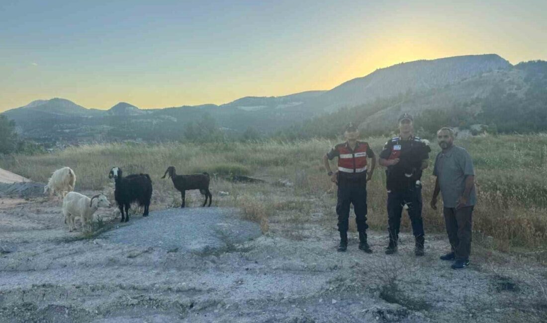 Bilecik ilinde kaybolan 9 küçükbaş hayvan, jandarma ekipleri tarafından bulunarak