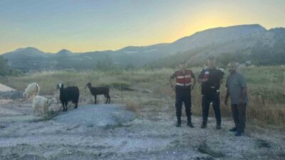Bilecik ilinde kaybolan 9 küçükbaş hayvan, jandarma ekipleri tarafından bulunarak