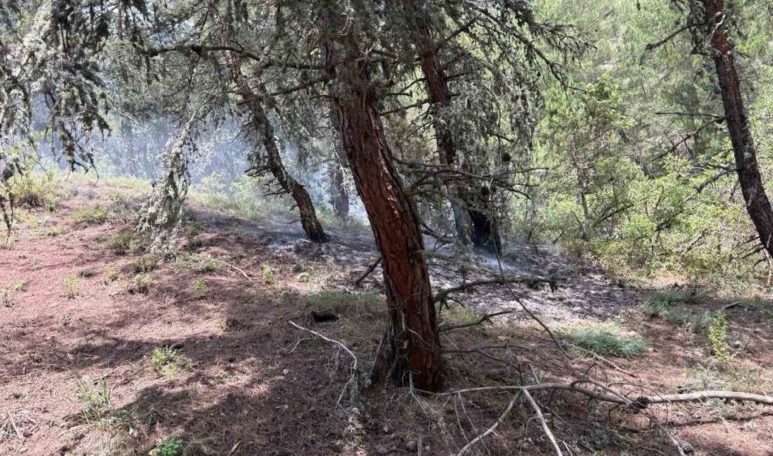 Bilecik’in Gölpazarı ilçesine bağlı Dereli Köyü mevkiinde ormanlık alanda meydana
