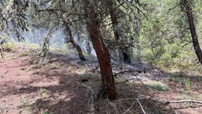 Bilecik’in Gölpazarı ilçesine bağlı Dereli Köyü mevkiinde ormanlık alanda meydana
