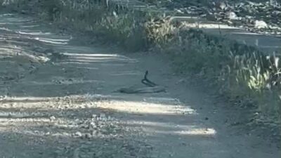 Bingöl’ün Ilıcalar beldesinde, doğada pek nadir görülen bir olay kameralara