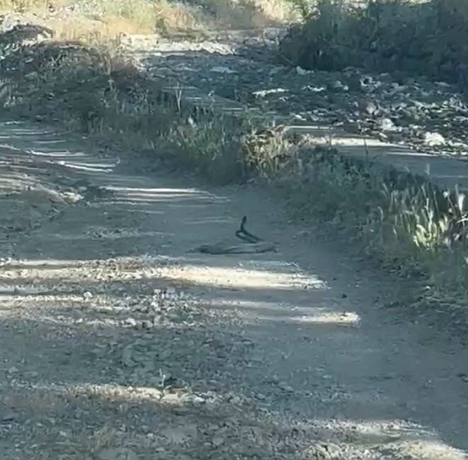 Bingöl’ün Ilıcalar beldesinde, doğada pek nadir görülen bir olay kameralara