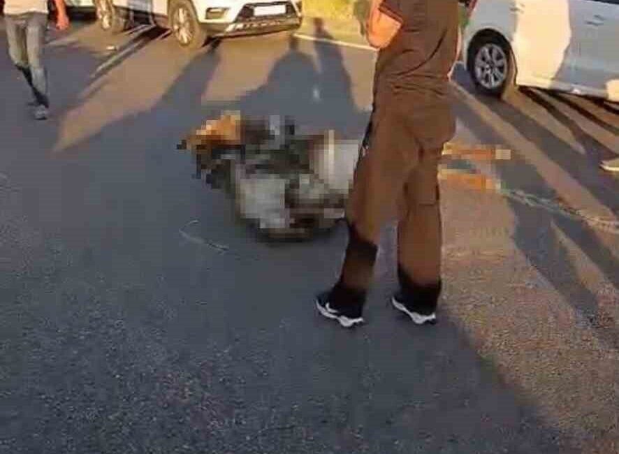Bingöl’ün merkezine bağlı Simani Mahallesi’nde bir otomobilin eşeğe çarpması sonucunda