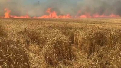 Tekirdağ’ın Süleymanpaşa ilçesinde meydana gelen yangında yaklaşık 100 dönüm buğday