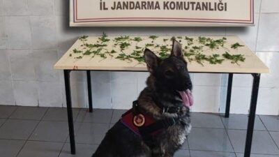 Bolu ilinde Jandarma ekipleri tarafından kaçakçılık ve uyuşturucu ticaretiyle mücadele