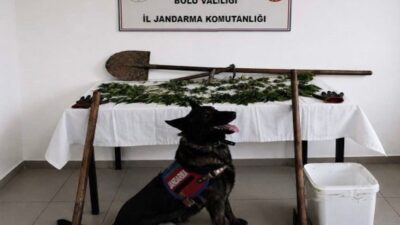 Bolu’da kaçakçılıkla mücadele kapsamında gerçekleştirilen bir operasyonda 73 kök kenevir