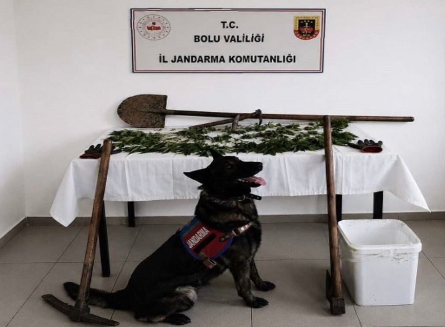 Bolu’da kaçakçılıkla mücadele kapsamında gerçekleştirilen bir operasyonda 73 kök kenevir