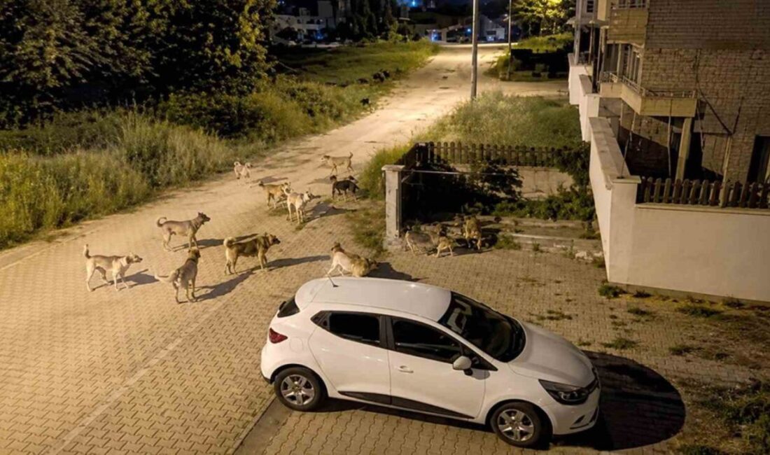 Bolu’nun Kılıçarslan Mahallesi’nde dolaşan başıboş sokak köpekleri, mahalle sakinlerini endişelendirdi.