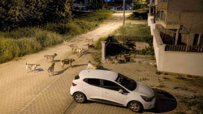 Bolu’nun Kılıçarslan Mahallesi’nde dolaşan başıboş sokak köpekleri, mahalle sakinlerini endişelendirdi.