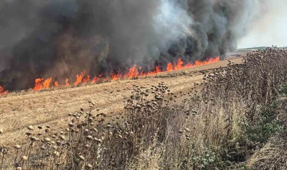 Çorlu ilçesinde, Sarılar Mahallesi’nde bulunan bir buğday tarlasında meydana gelen