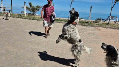 Kapısuyu köyünde yaşayan ve “dronsavar köpekler” olarak anılan üç köpek,